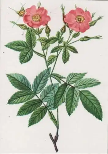 Rosa Alpina loevis blühend