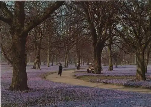 Husum - Krokusblüte im Schloßpark - ca. 1985