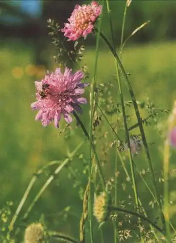 Acker-Witwenblume blühend