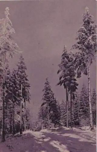 Nadelbäume im Winter - ca. 1935