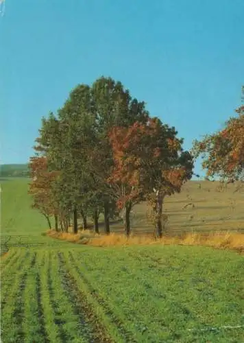 Bäume am Feldrand - 1990