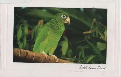 Puerto Rican Parrot