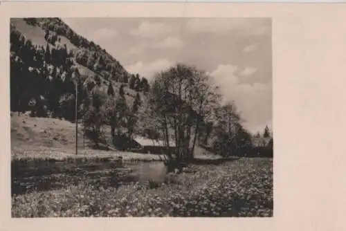 Baum am Teich