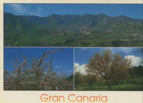 Spanien - Gran Canaria - Spanien - Almendros en flor. Tenteniguada