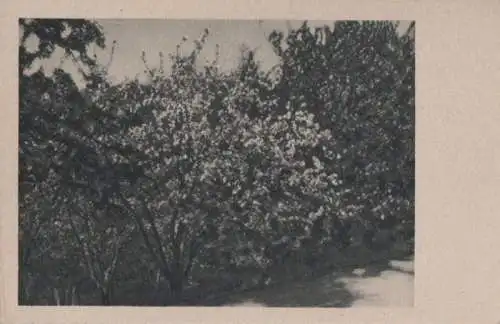 Ein Baum in voller Blüte - ca. 1955