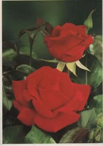 Ingrid Bergman Rose