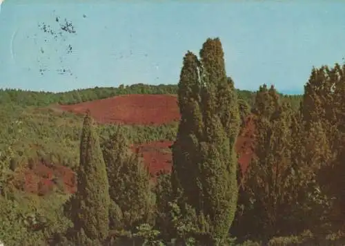 Lüneburger Heide - Im Totengrund - 1978