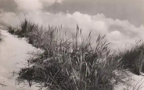 St. Peter-Ording - Dünengras - 1957