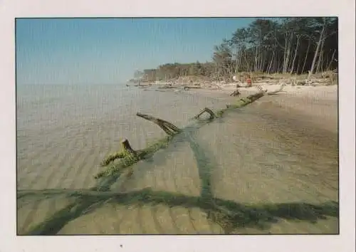 Darß - Darßer Weststrand - ca. 1995