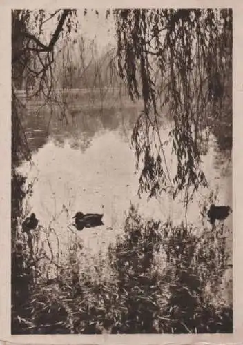 Enten auf einem Tümpel - ca. 1950