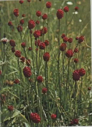 Großer Wiesenknopf Wiese