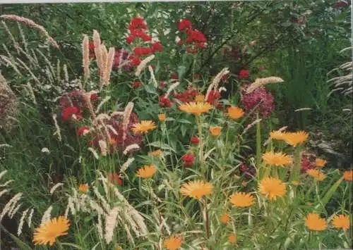 Wiesenblumen bunt