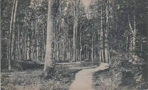 Ostseebad Dahme Hiolst. - Waldpartie - ca. 1935