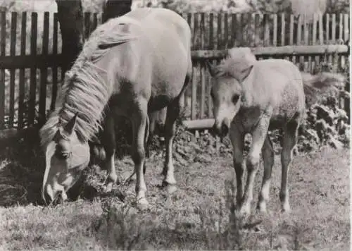 Pferd mit Fohlen