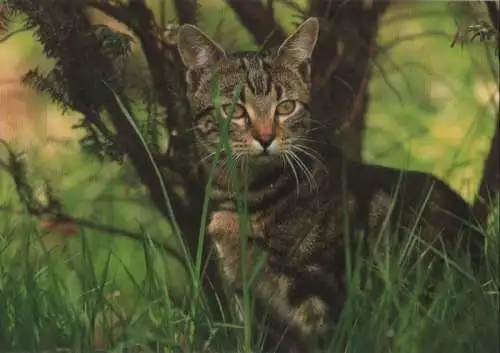 Katze auf der Lauer