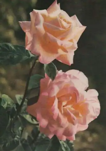 Rose Gloria Dei