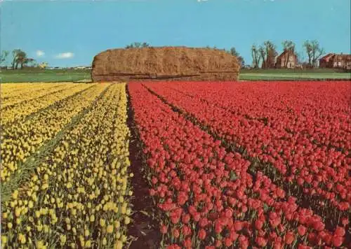 Niederlande - Holland - Niederlande - Blumenland