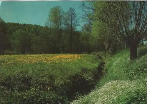 Blumenwiese am bach