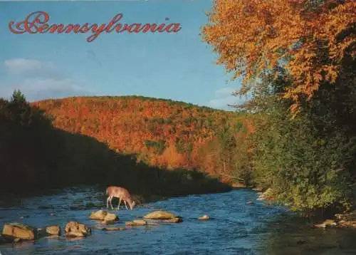 USA - USA - Pennsylvania - Whitetail buck - ca. 1980