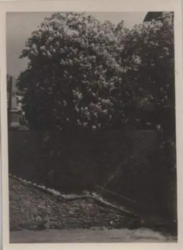 Ein Strauch hinter einer Treppe - ca. 1950