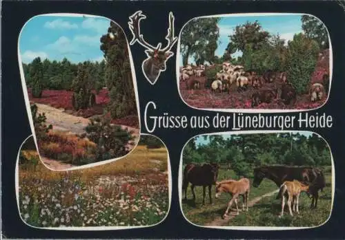 Lüneburger Heide - 1981