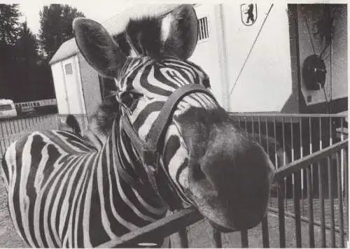 Zebra am zaun