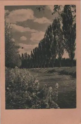 hohe Bäume in einer Reihe - ca. 1950