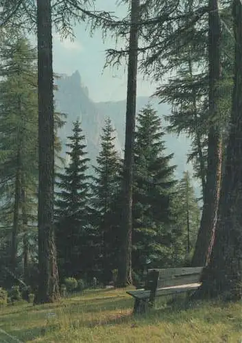 Wald im Hochgebirge - 1982