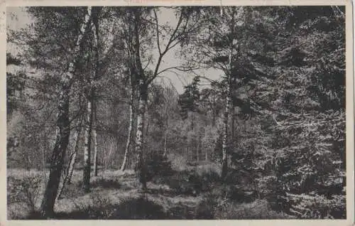 Niederlande - Utrechtse Heuvelrug - Driebergen, het grote bos - 1958