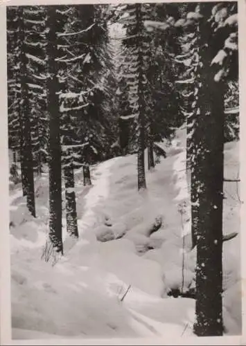 St. Andreasberg - Stiller Winterwald - ca. 1965