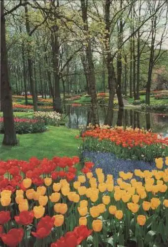 Niederlande - Niederlande - Lisse - Keukenhof - ca. 1980