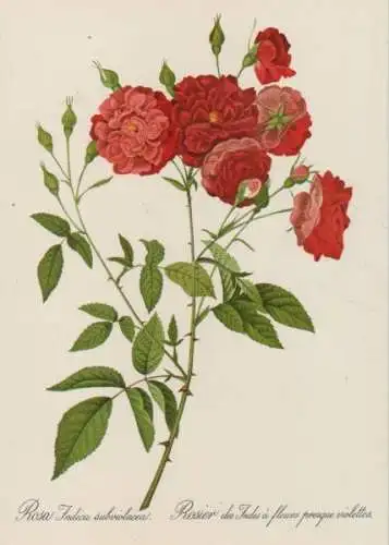 Rosa Indica subviolacea blühend