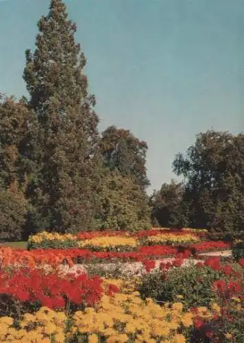 Insel Mainau - Dahlienblüte - ca. 1975