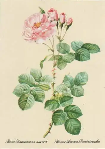 Rosa Damascena aurora blühend