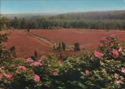 Lüneburger Heide - Totengrund - 1983