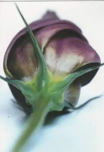 Blumenblüte von unten - 2004