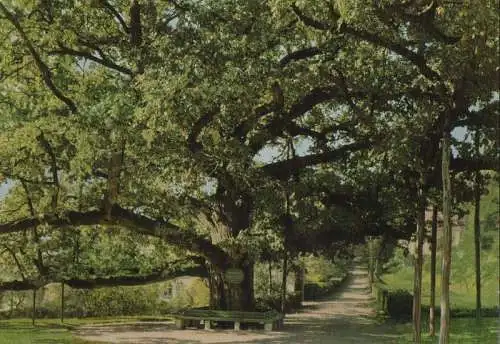 Bad Brückenau - 1000jährige Eiche - ca. 1970