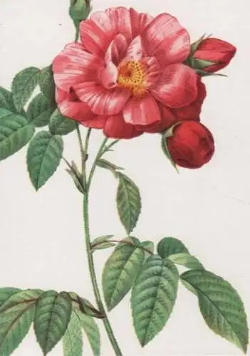 Rosa Gallica Versicolor blühend