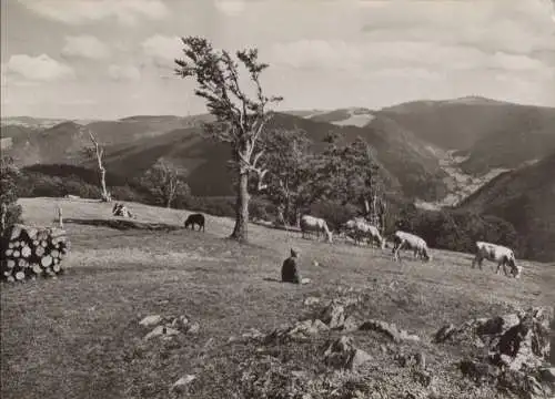 Schauinsland - Blick zum Feldberg