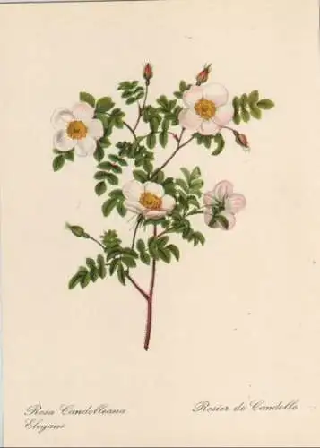 Rosa Candolleana Elegans blühend