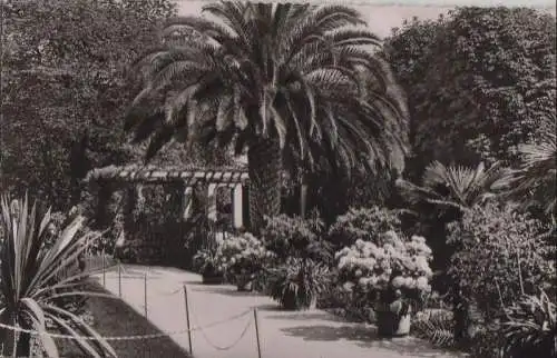 Mainau - Palmenhain - 1954