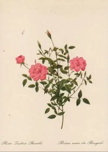 Rosa Indica Pumila blühend