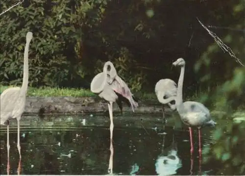 Kronberg - Flamingos im Freigehege