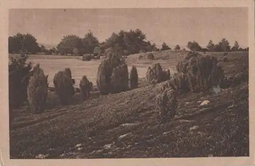 Lüneburger Heide - Partie in Wilsede - 1925