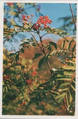 Vogelbeeren vor blauem Himmel