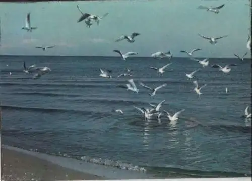 Ostsee - Möwen am Strand - ca. 1965