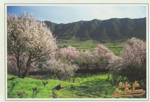 Spanien - El Paso - Spanien - Almendros en flor