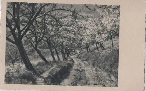 Weg zwischen blühenden Bäumen - ca. 1955