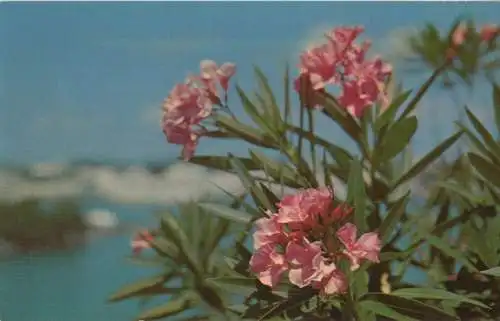 Oleander blühend