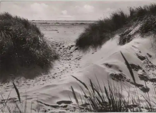 Amrum - Dünen vor dem Kniepsand - 1967